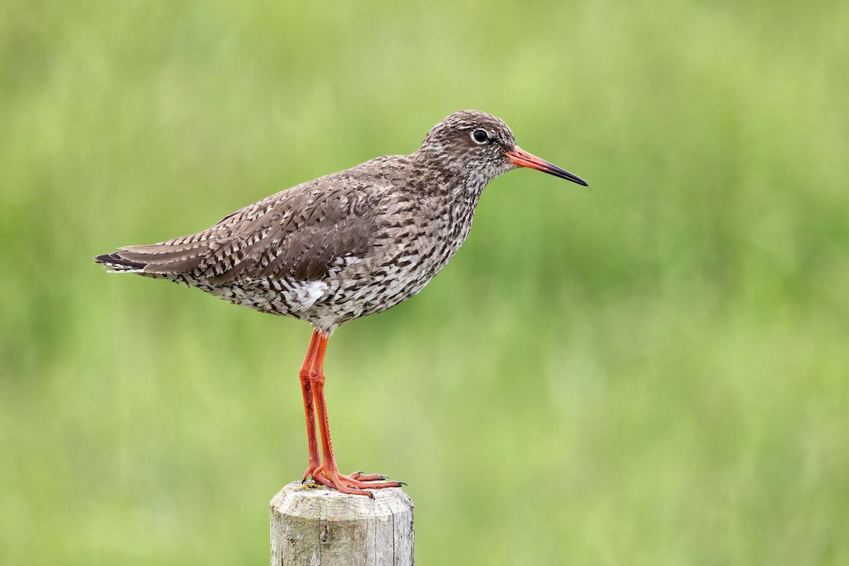 Common Redshank - ML646764164