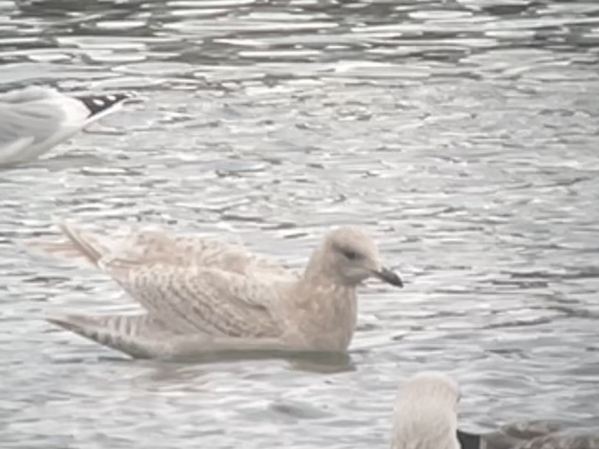 grønlandsmåke (kumlieni) - ML646764170