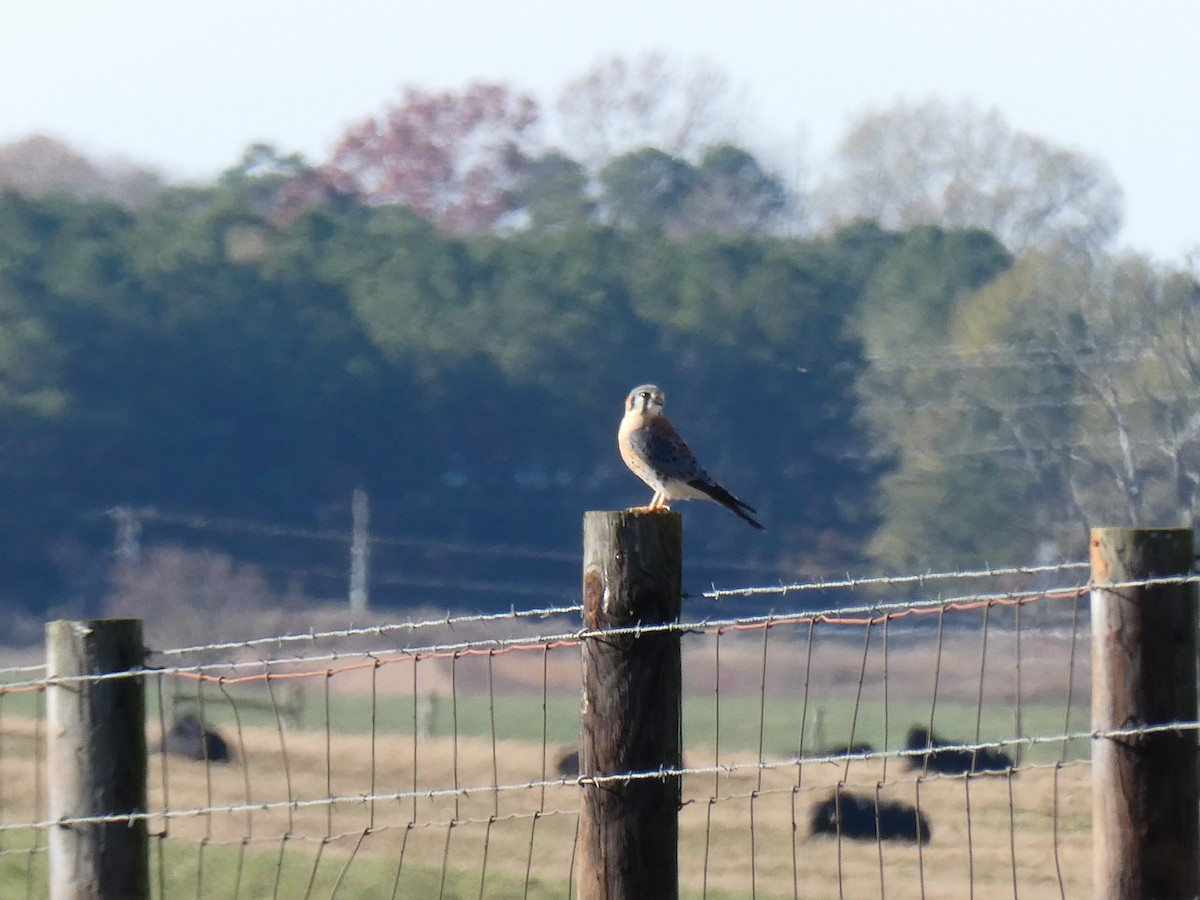 American Kestrel - ML646764171