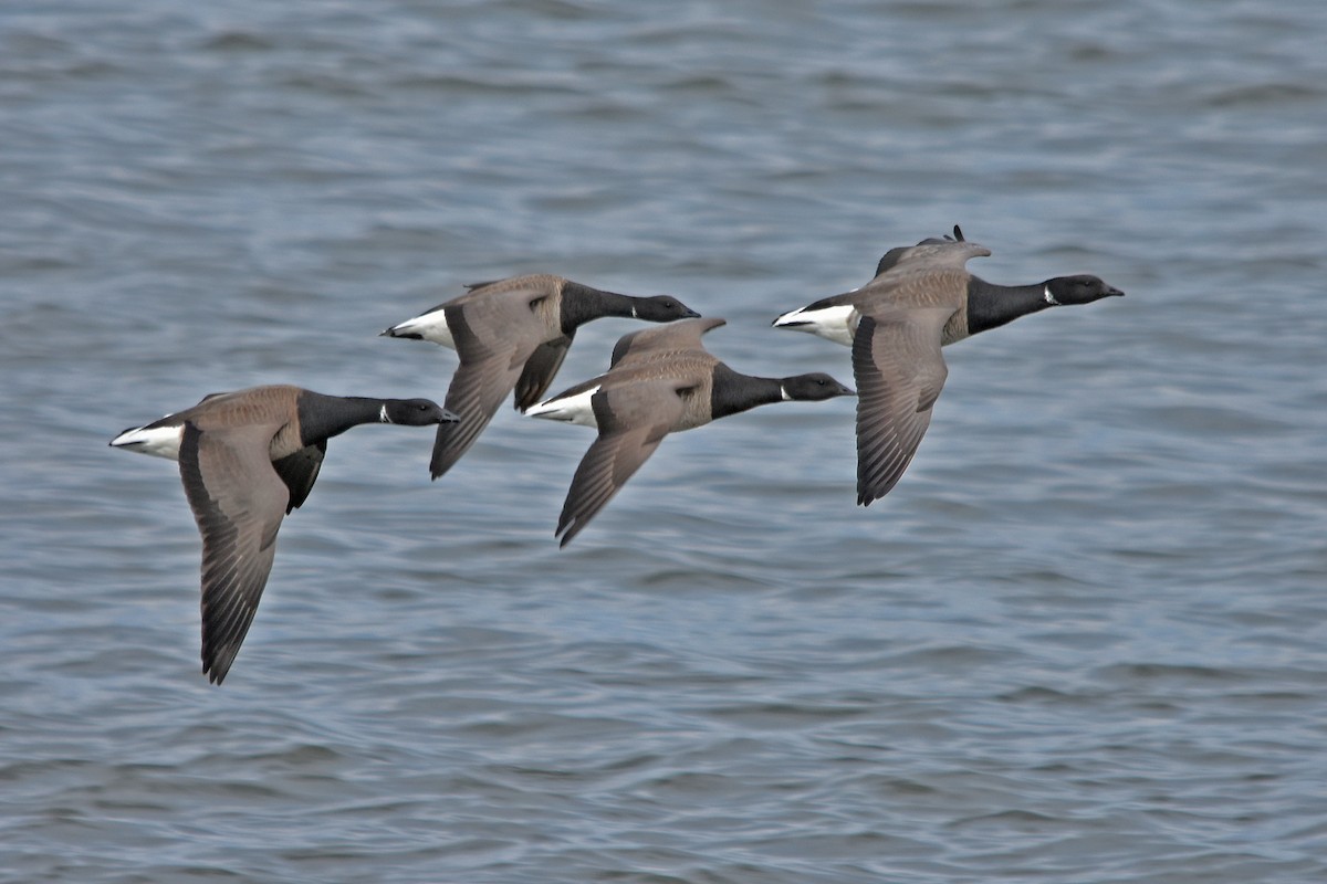 Bernache cravant - ML646764176