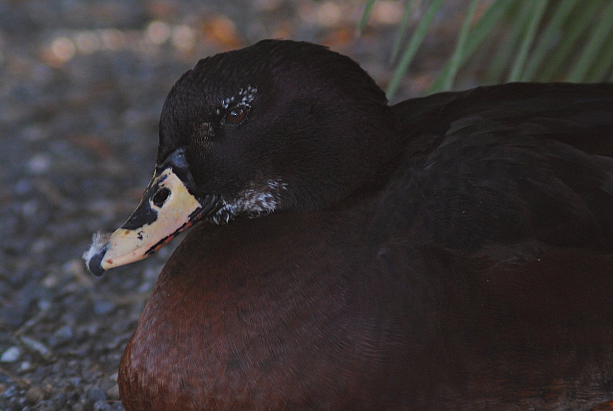 Anatra muta x Germano reale (ibrido) - ML646764178