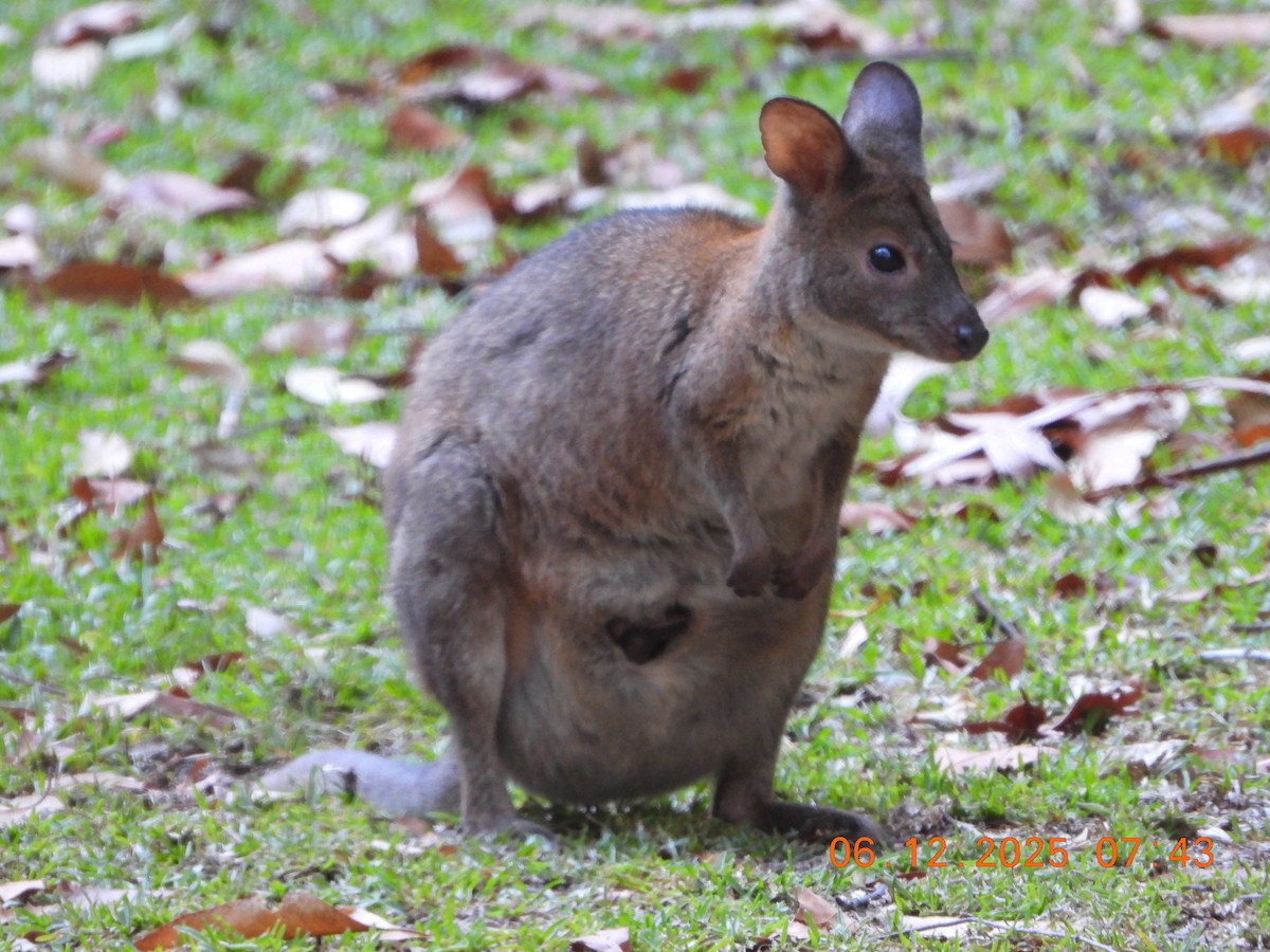 Pademelon de Cuello Rojo - ML646764179