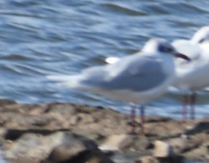 Mediterranean Gull - ML646764180