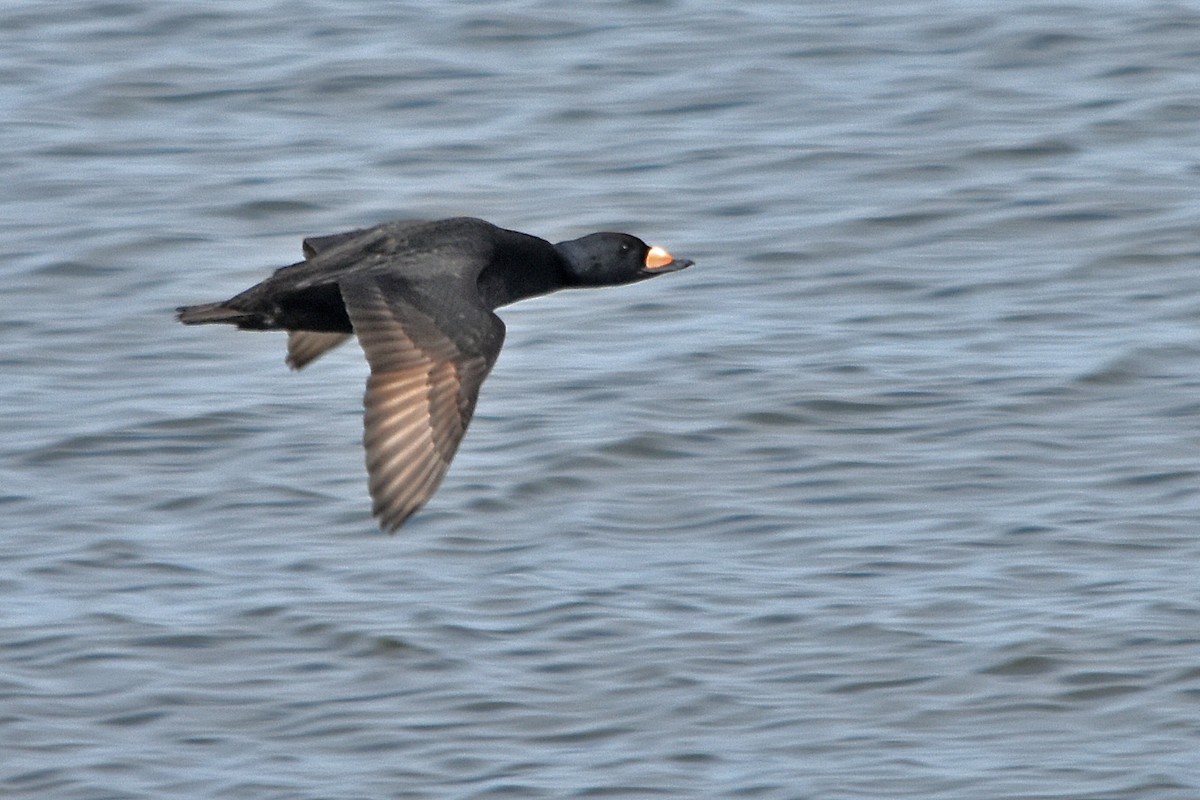 Macreuse à bec jaune - ML646764184