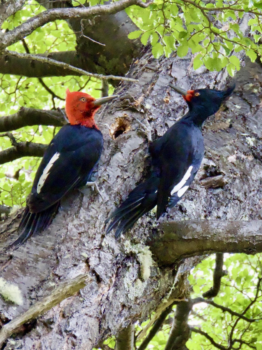 Magellanic Woodpecker - ML646764191