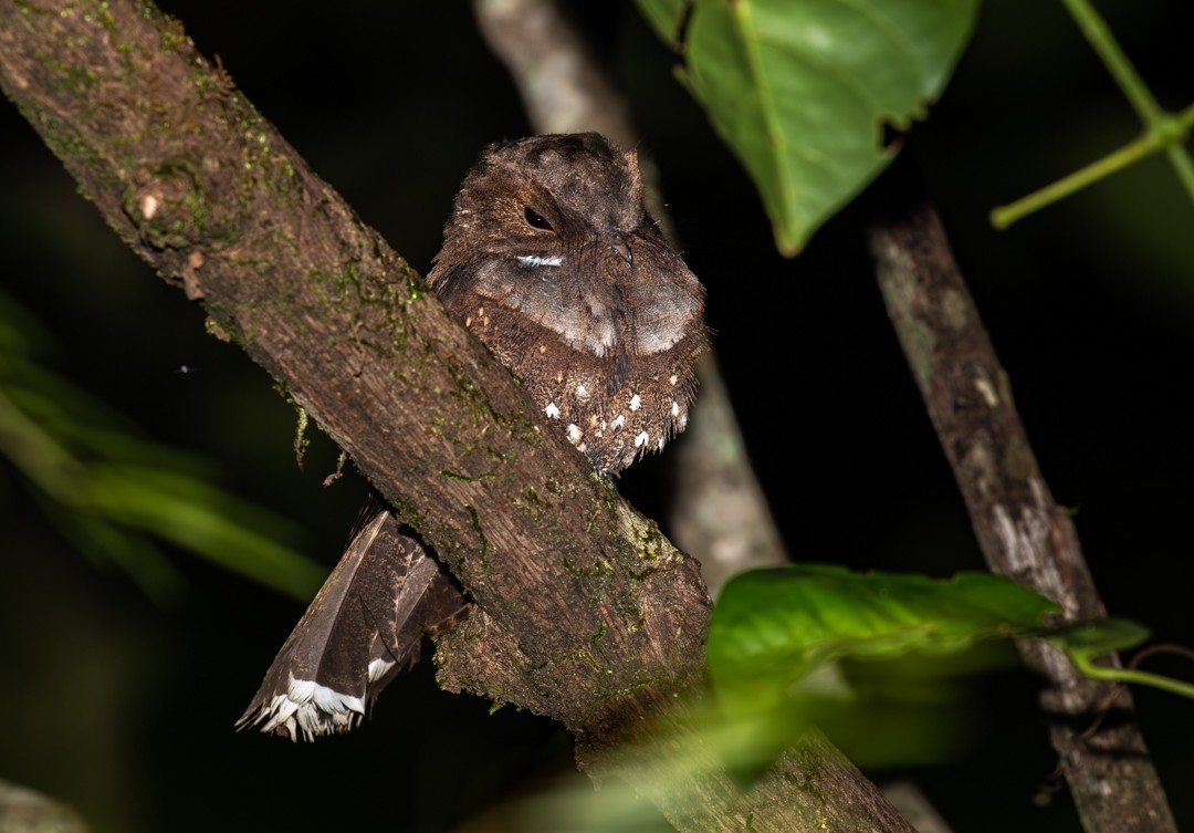 Ocellated Poorwill - ML646764192