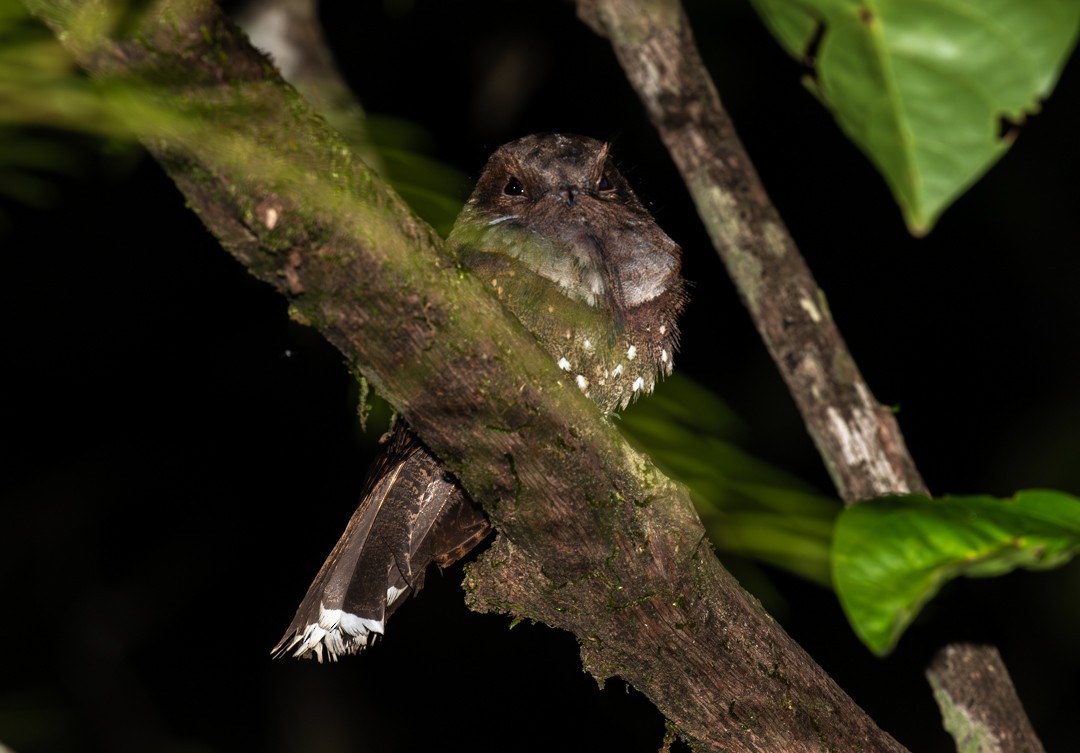 Ocellated Poorwill - ML646764193