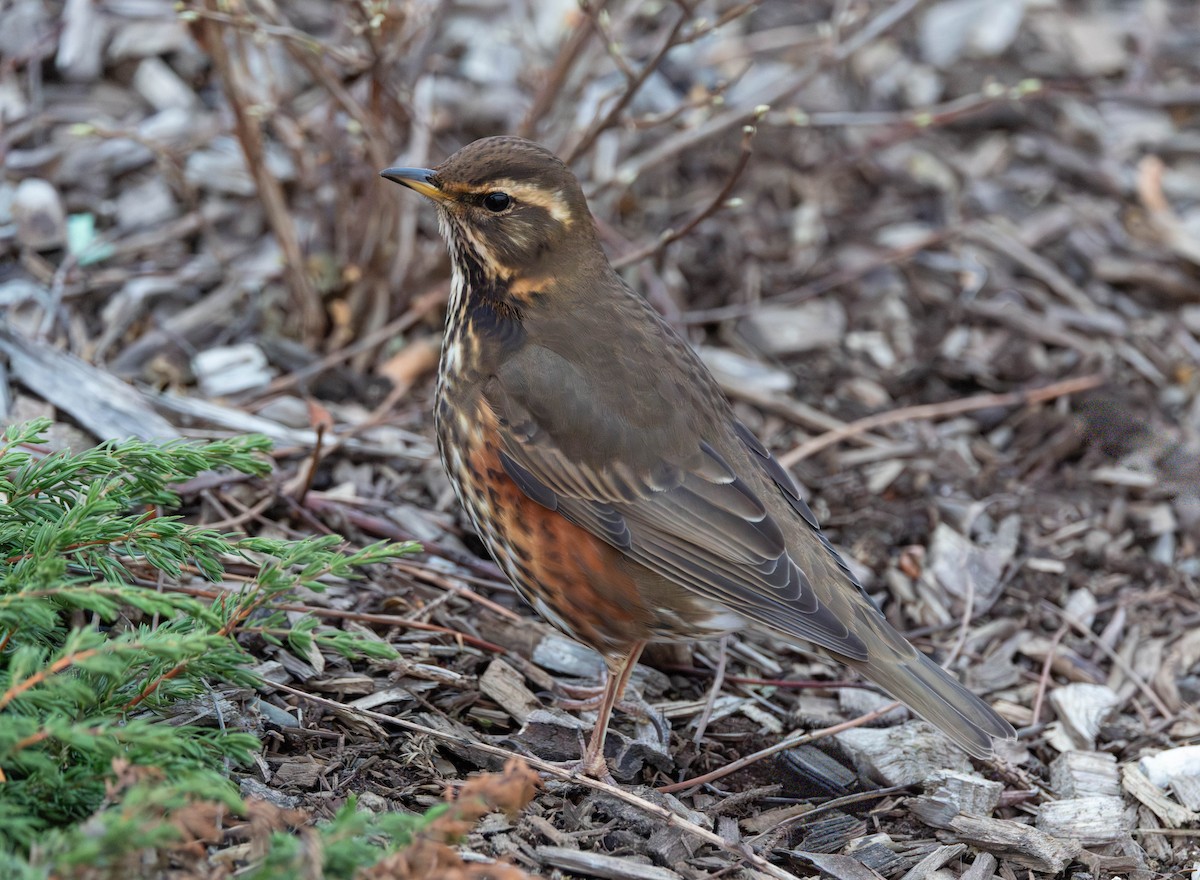 Kızıl Ardıç - ML646764194