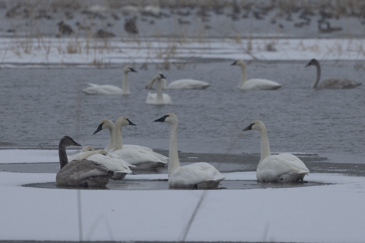 Trumpeter Swan - ML646764195