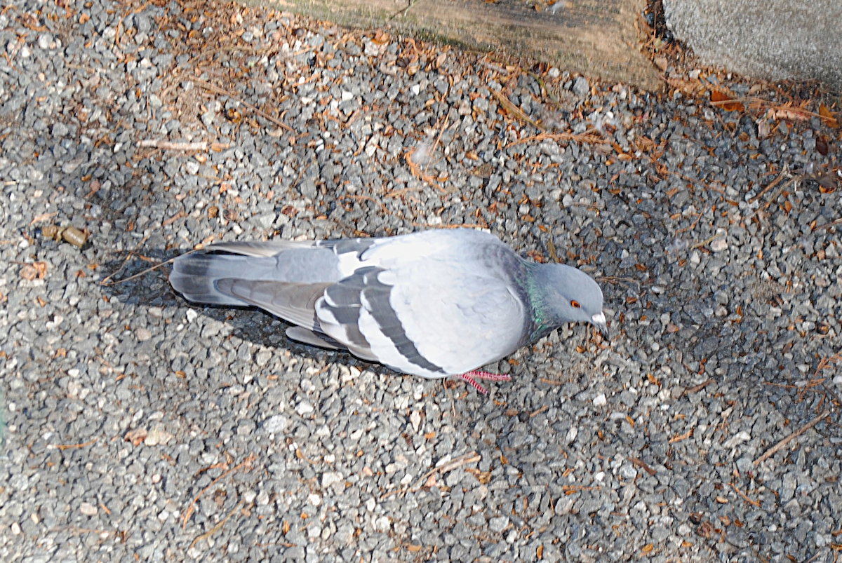 Pigeon biset (forme domestique) - ML646764198