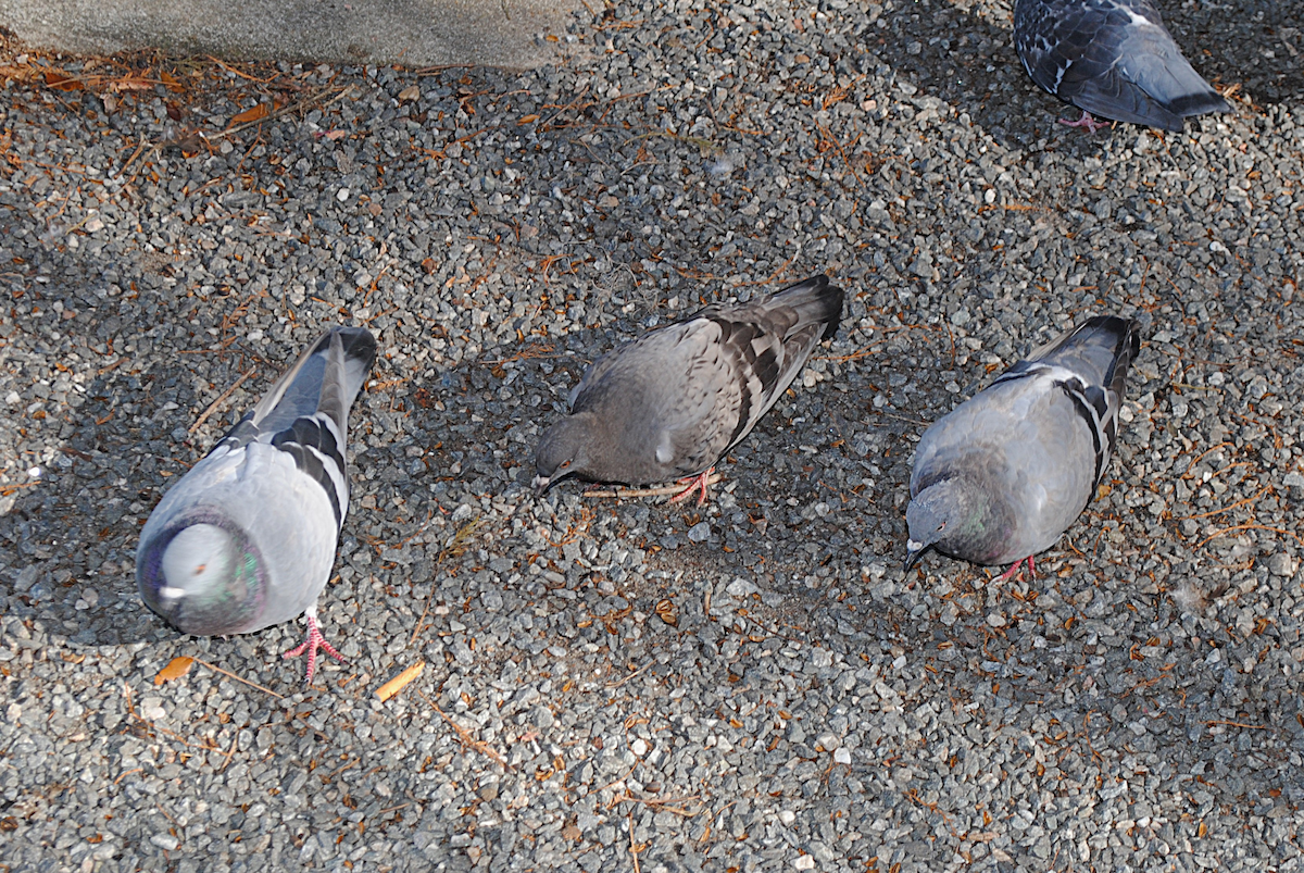 Piccione domestico - ML646764199