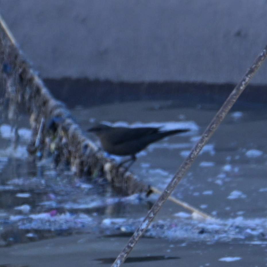 Quiscale de Brewer - ML646764200