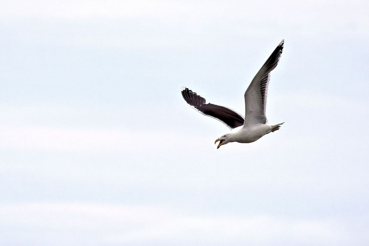 Goéland marin - ML646764201
