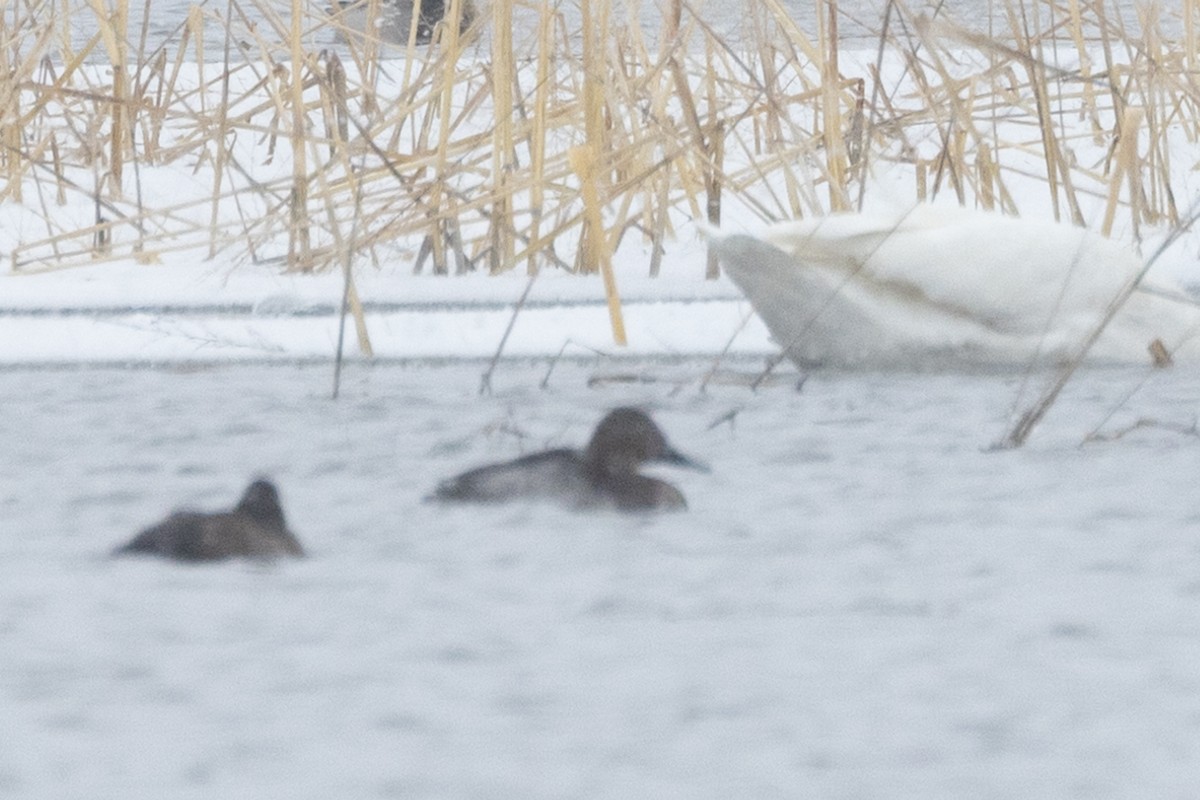 Fuligule à dos blanc - ML646764202