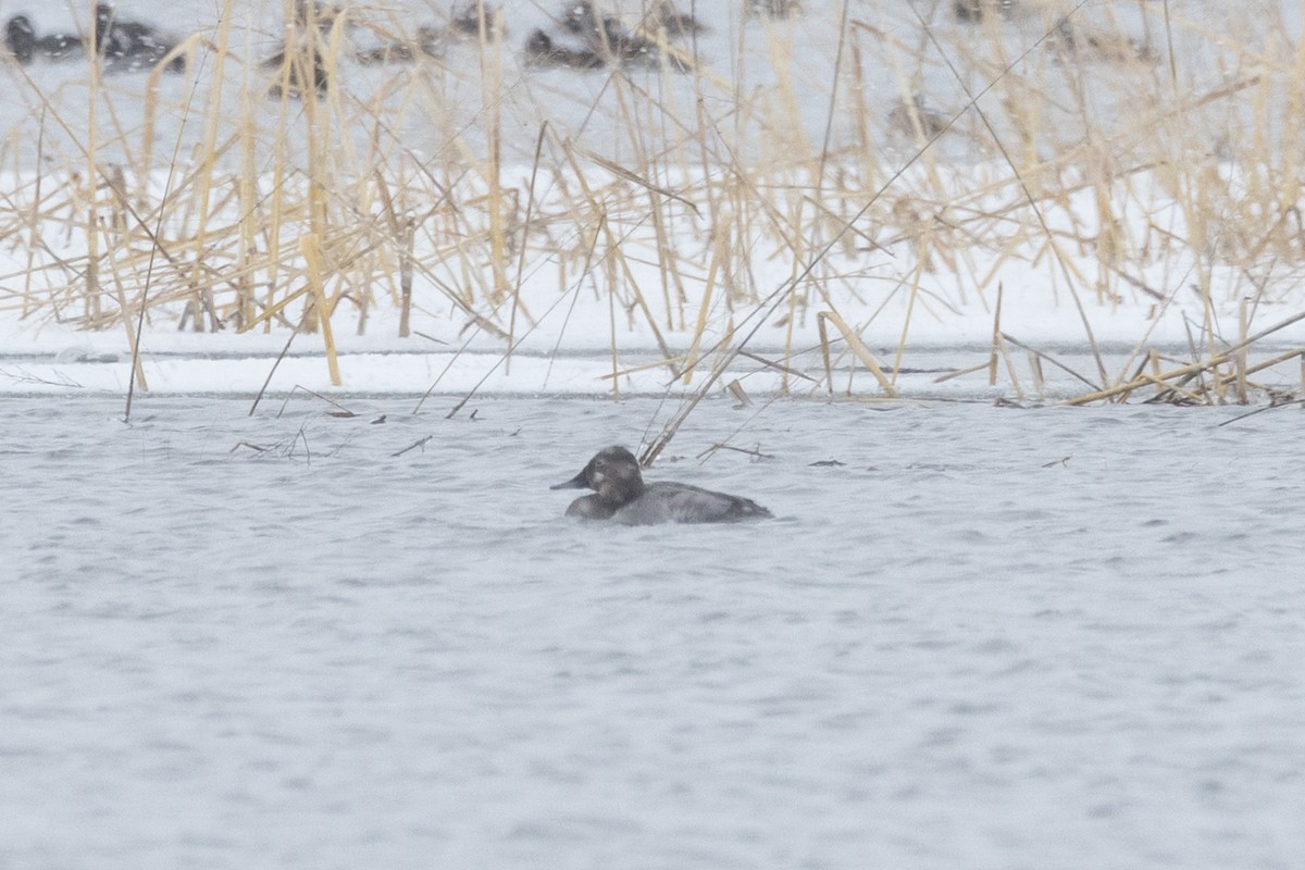 Fuligule à dos blanc - ML646764203