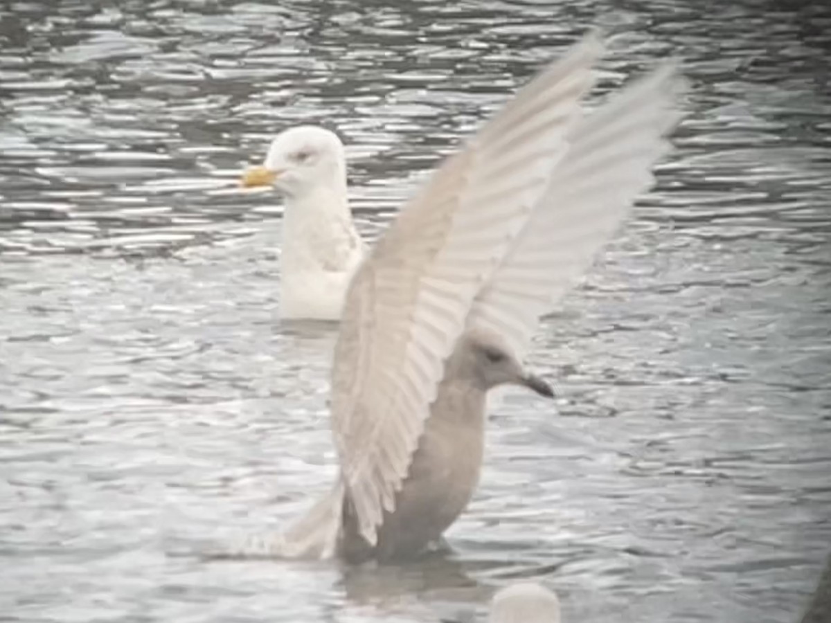 grønlandsmåke (kumlieni) - ML646764206