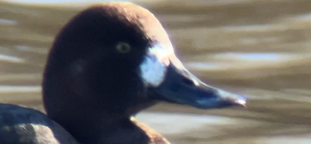 Greater Scaup - ML646764207