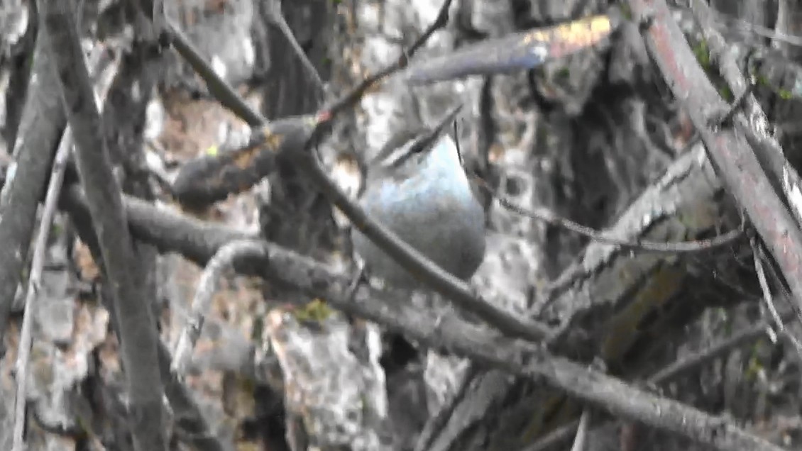 Troglodyte de Bewick - ML646764208