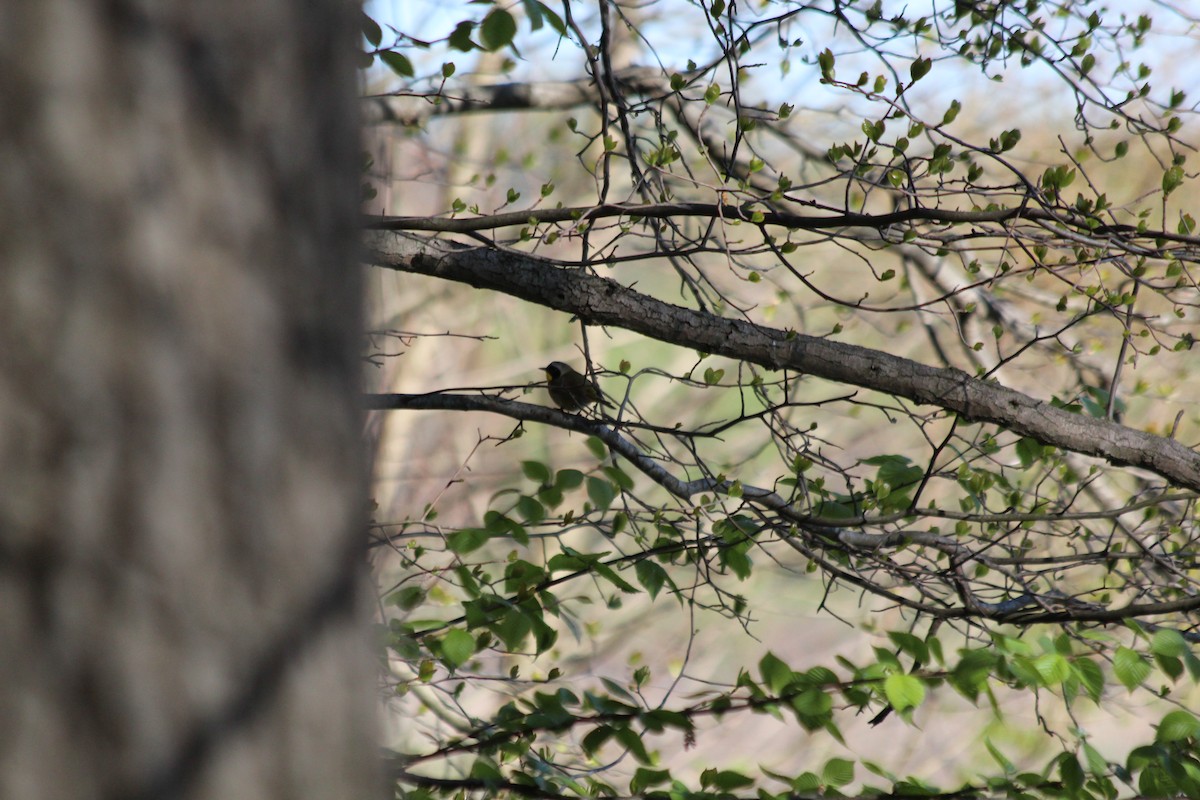 Paruline masquée - ML646764209