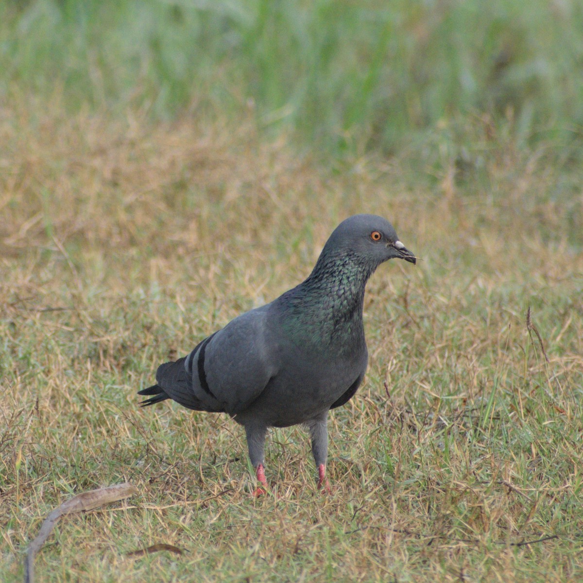 Pigeon biset (forme domestique) - ML646764212