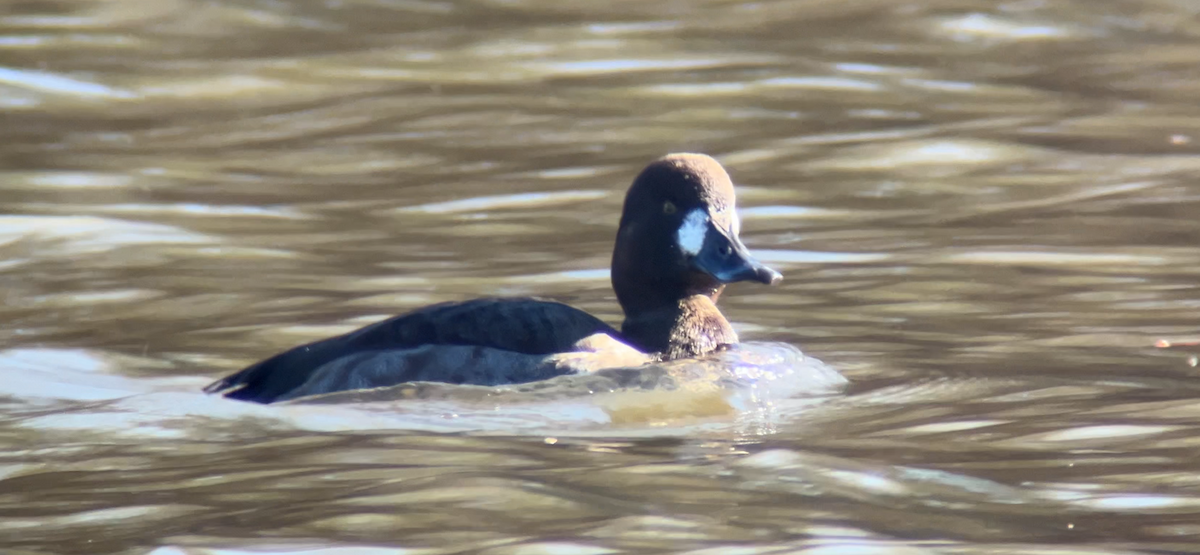 Greater Scaup - ML646764213