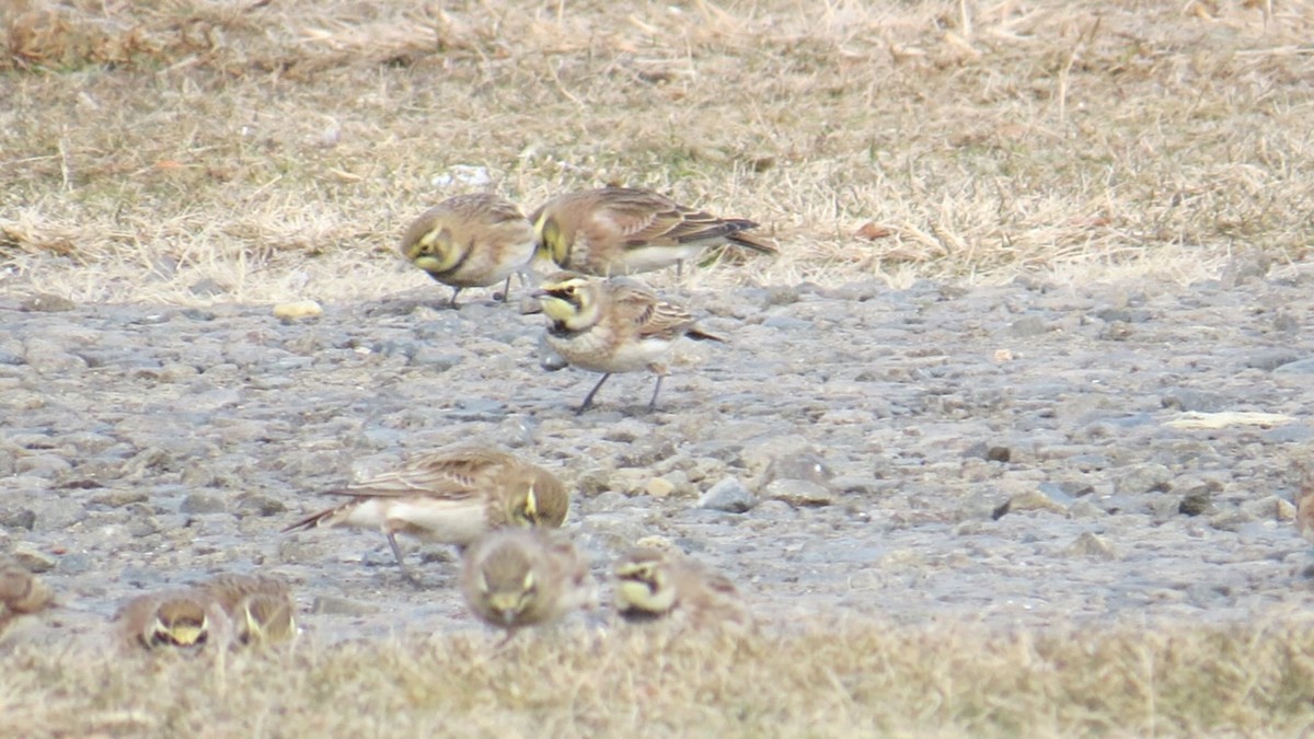 Alouette hausse-col - ML646764215