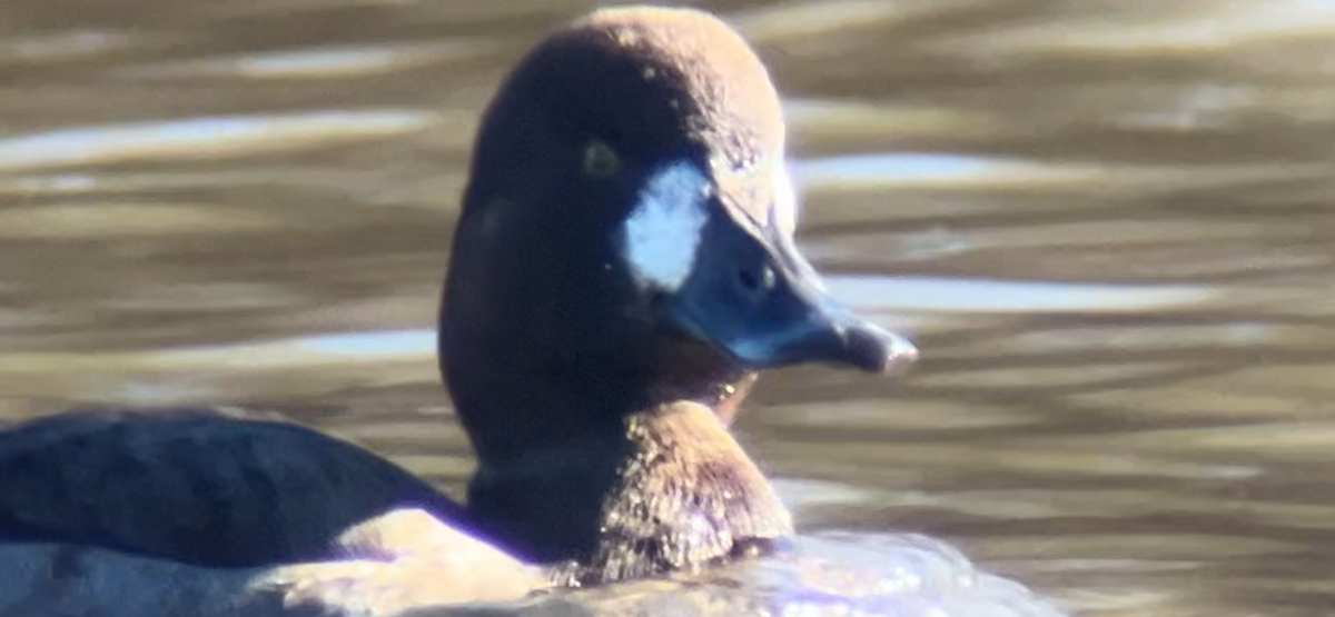 Greater Scaup - ML646764216