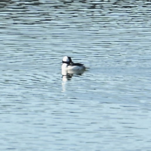 Petit Garrot - ML646764219