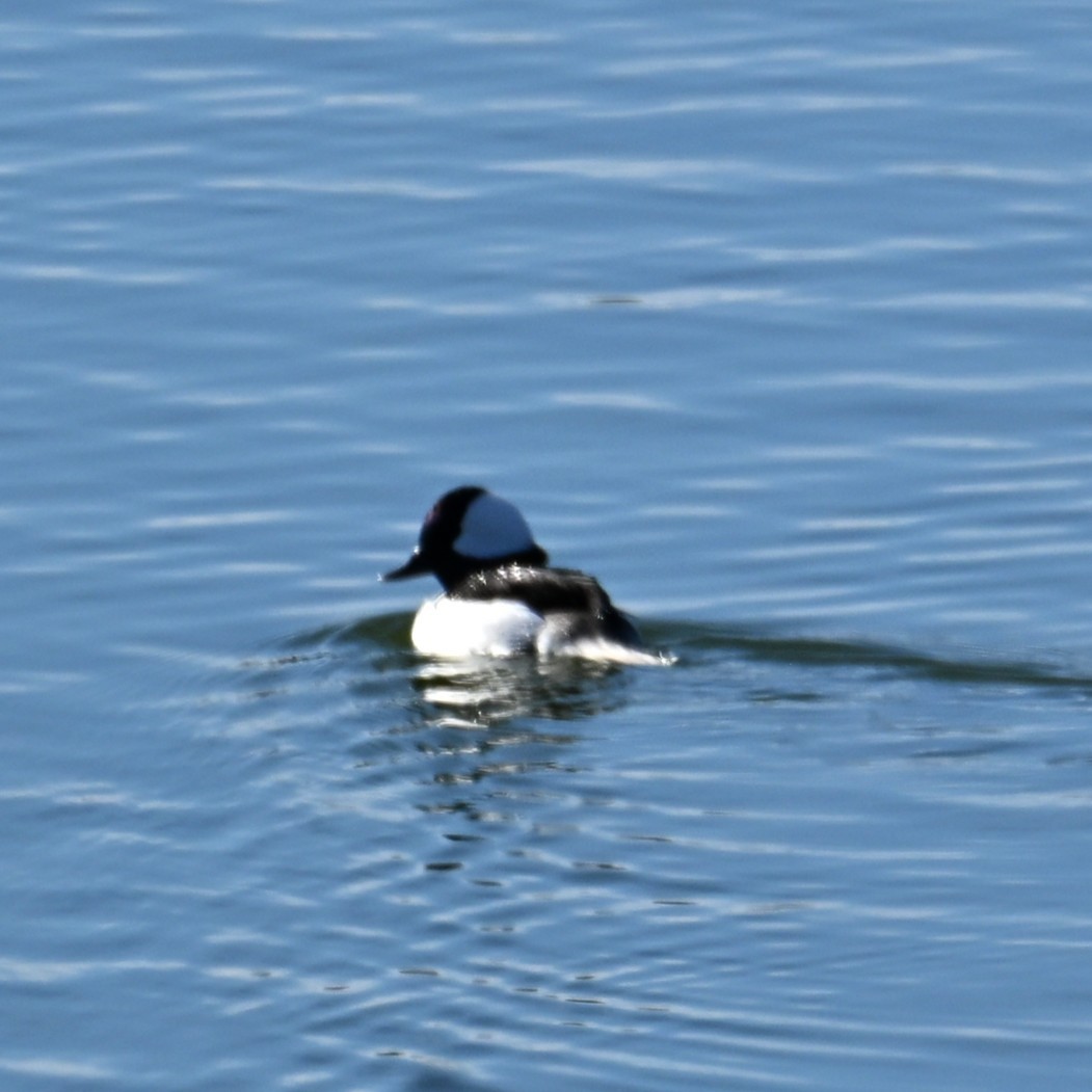 Petit Garrot - ML646764220