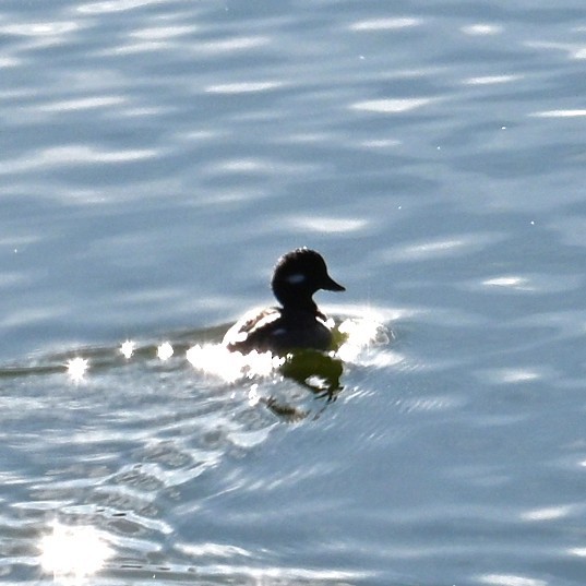 Petit Garrot - ML646764222