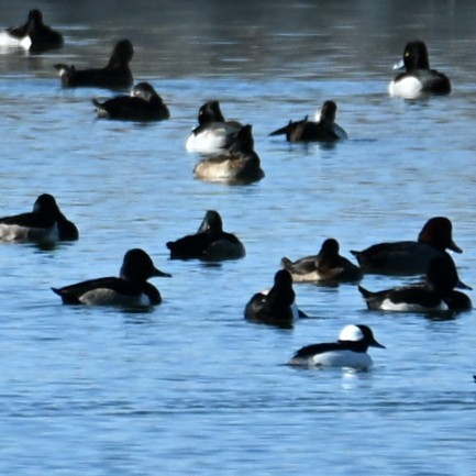 Petit Garrot - ML646764223