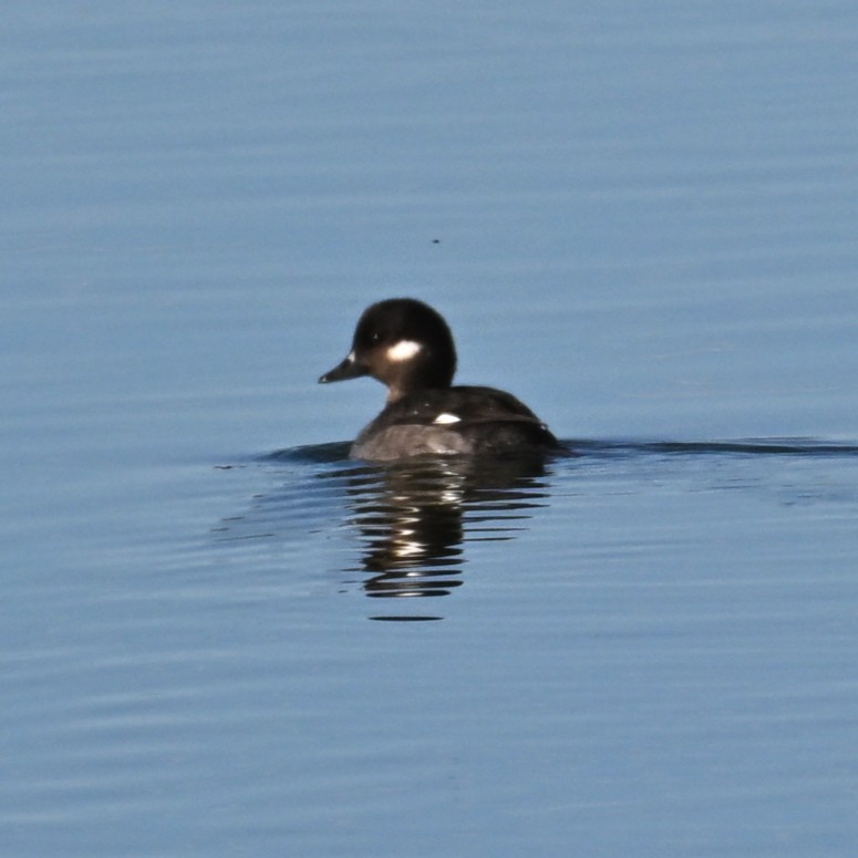 Petit Garrot - ML646764225