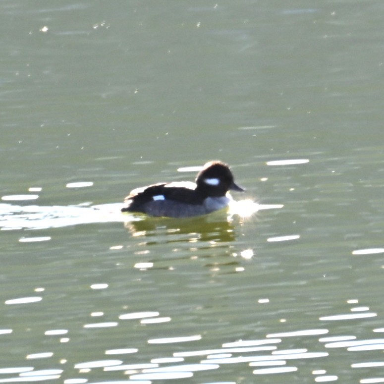 Petit Garrot - ML646764228