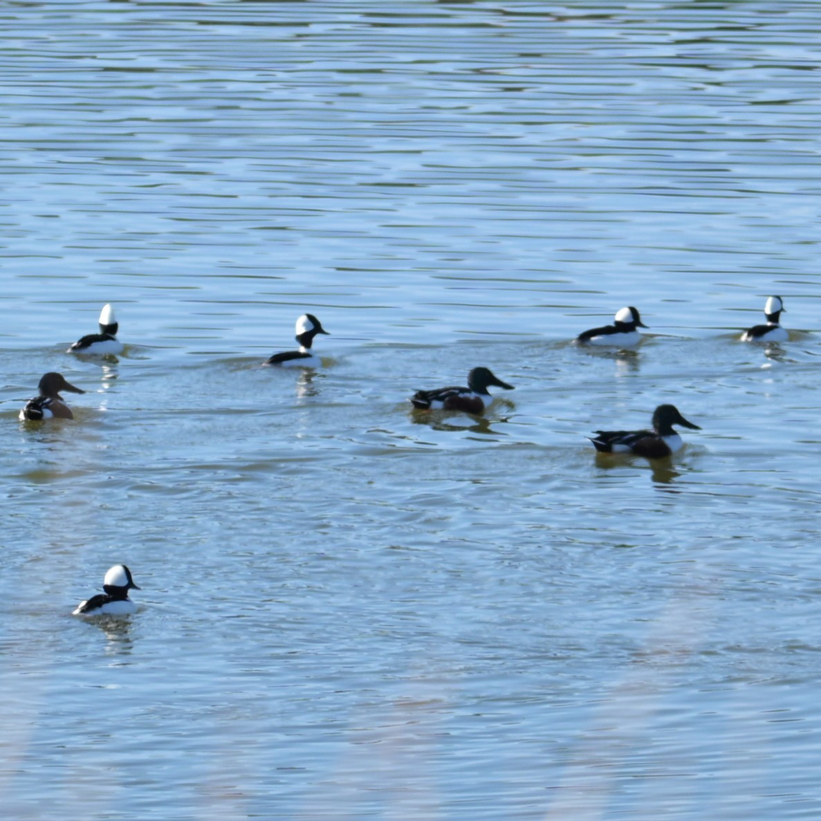 Petit Garrot - ML646764229