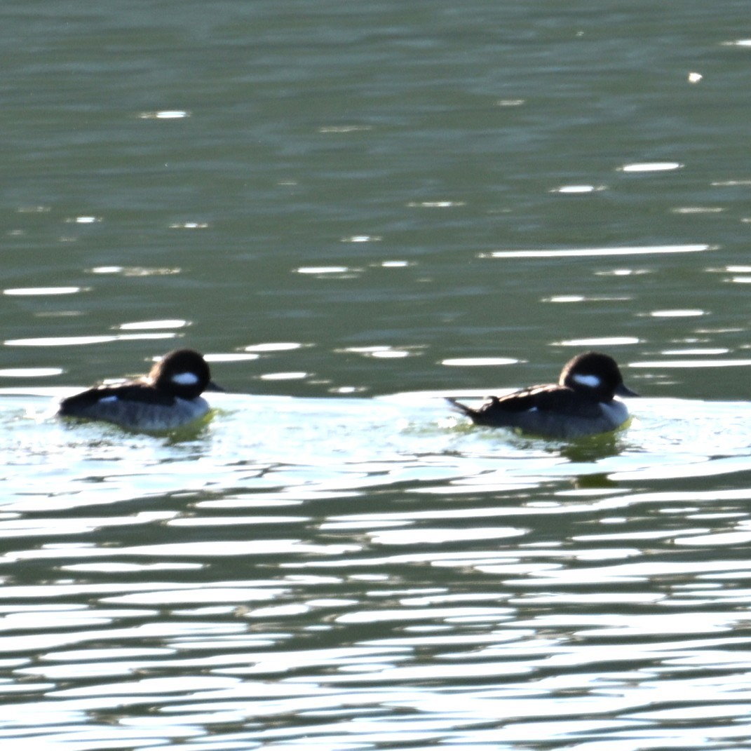 Petit Garrot - ML646764230