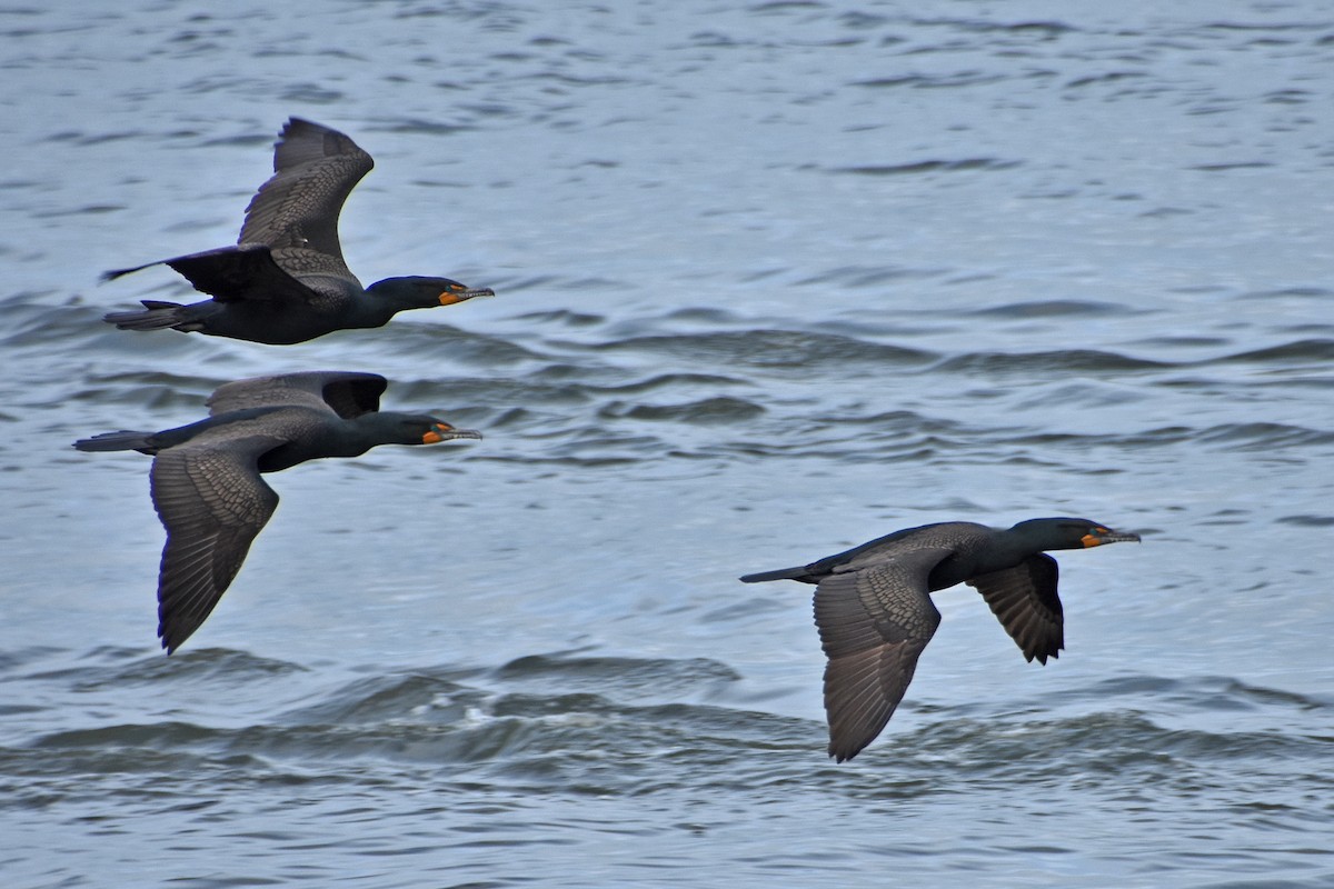 totoppskarv - ML646764231