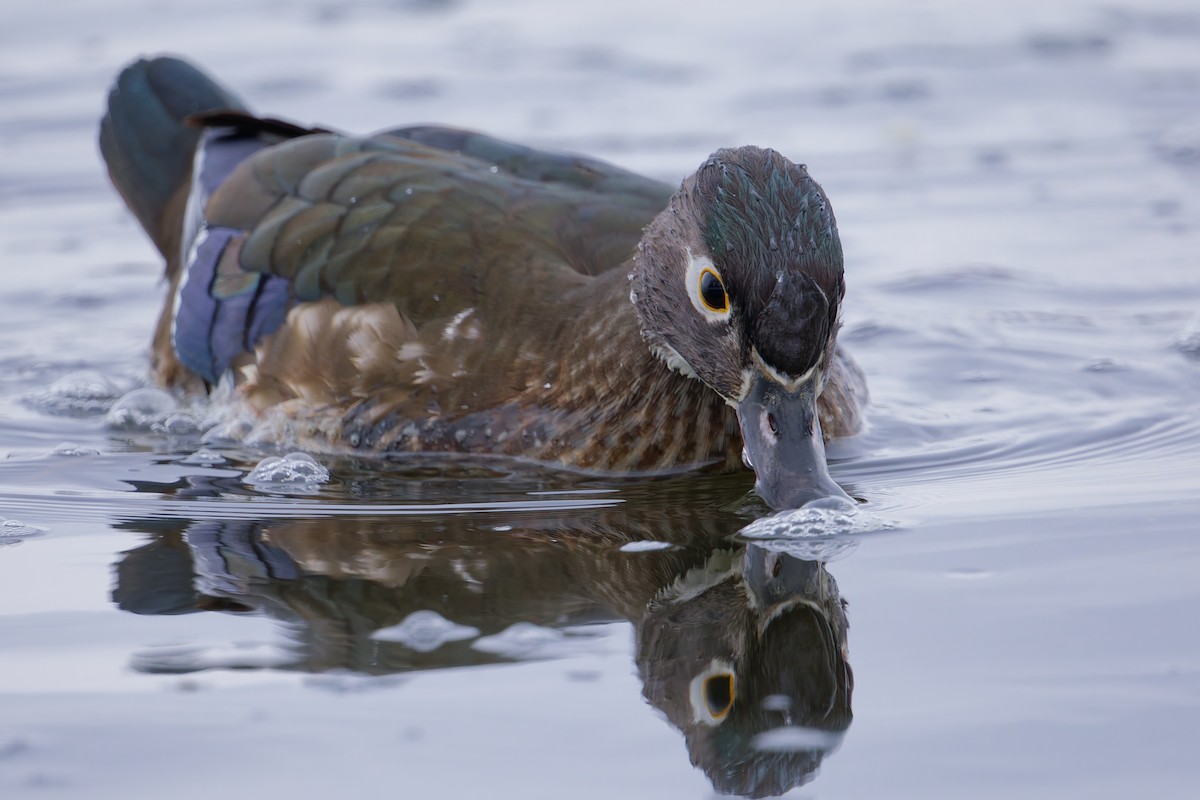 Canard branchu - ML646764236