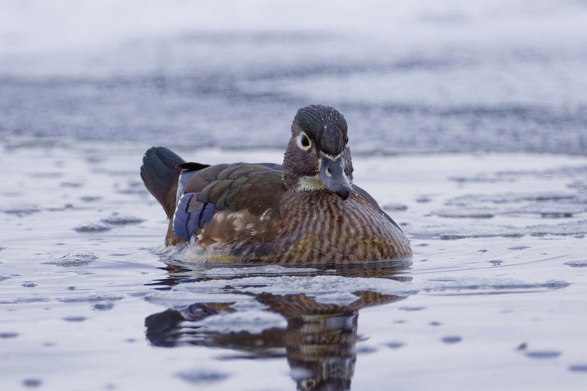 Canard branchu - ML646764237