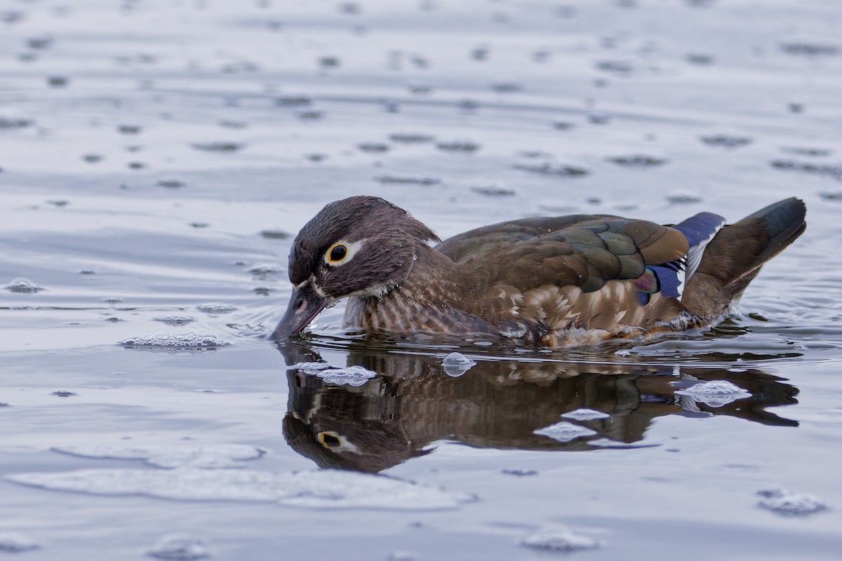 Canard branchu - ML646764238