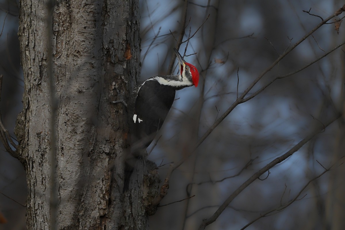 Grand Pic - ML646764239