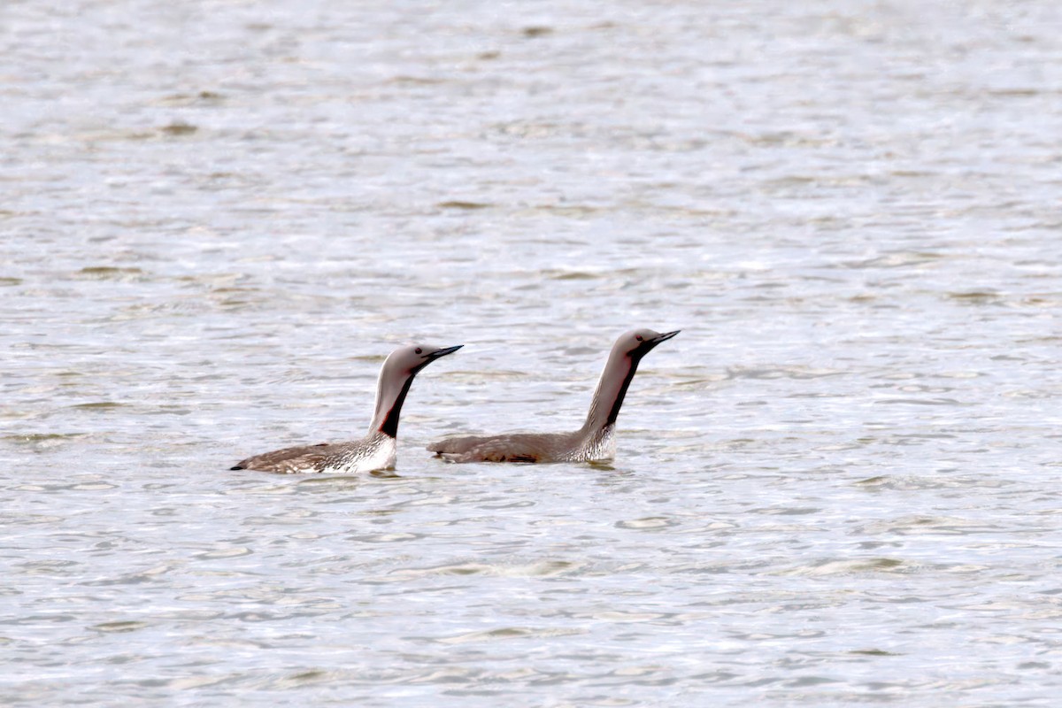 Red-throated Loon - ML646764244