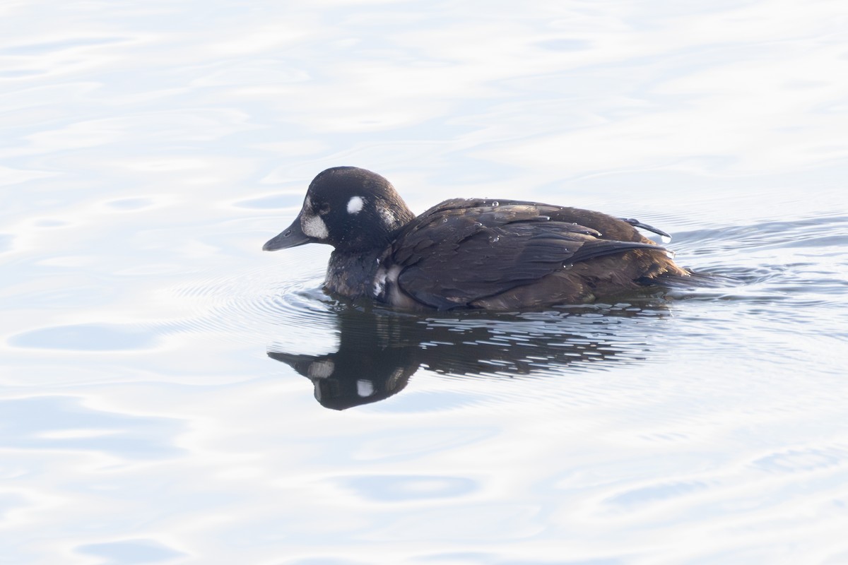 Ahate arlekina - ML646764245