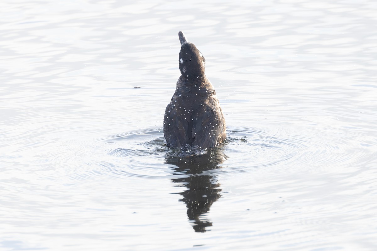 Ahate arlekina - ML646764247