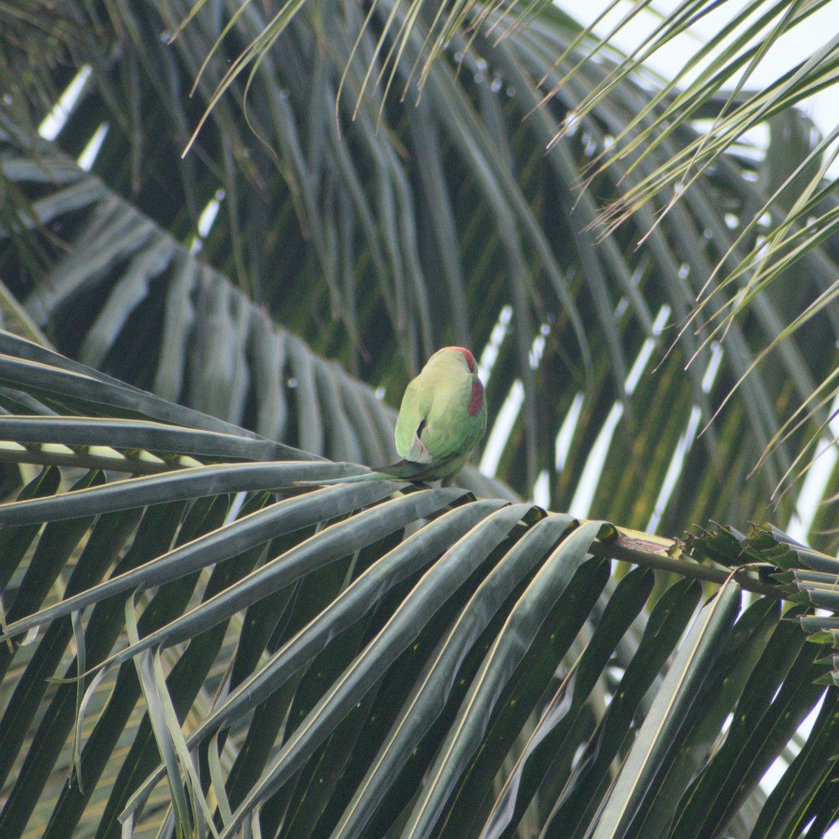 Alexandrine Parakeet - ML646764249