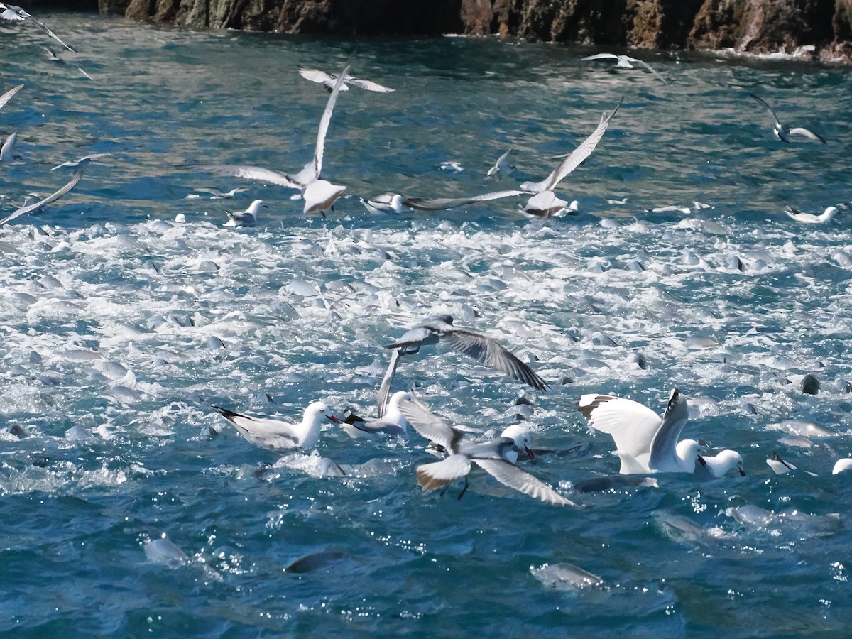 Скумбриевые - ML646764251