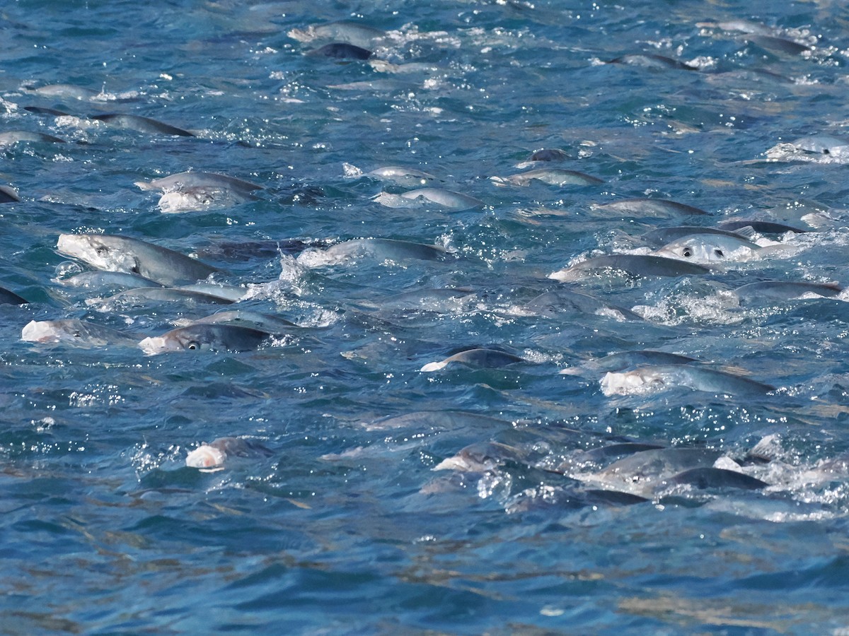 Скумбриевые - ML646764252