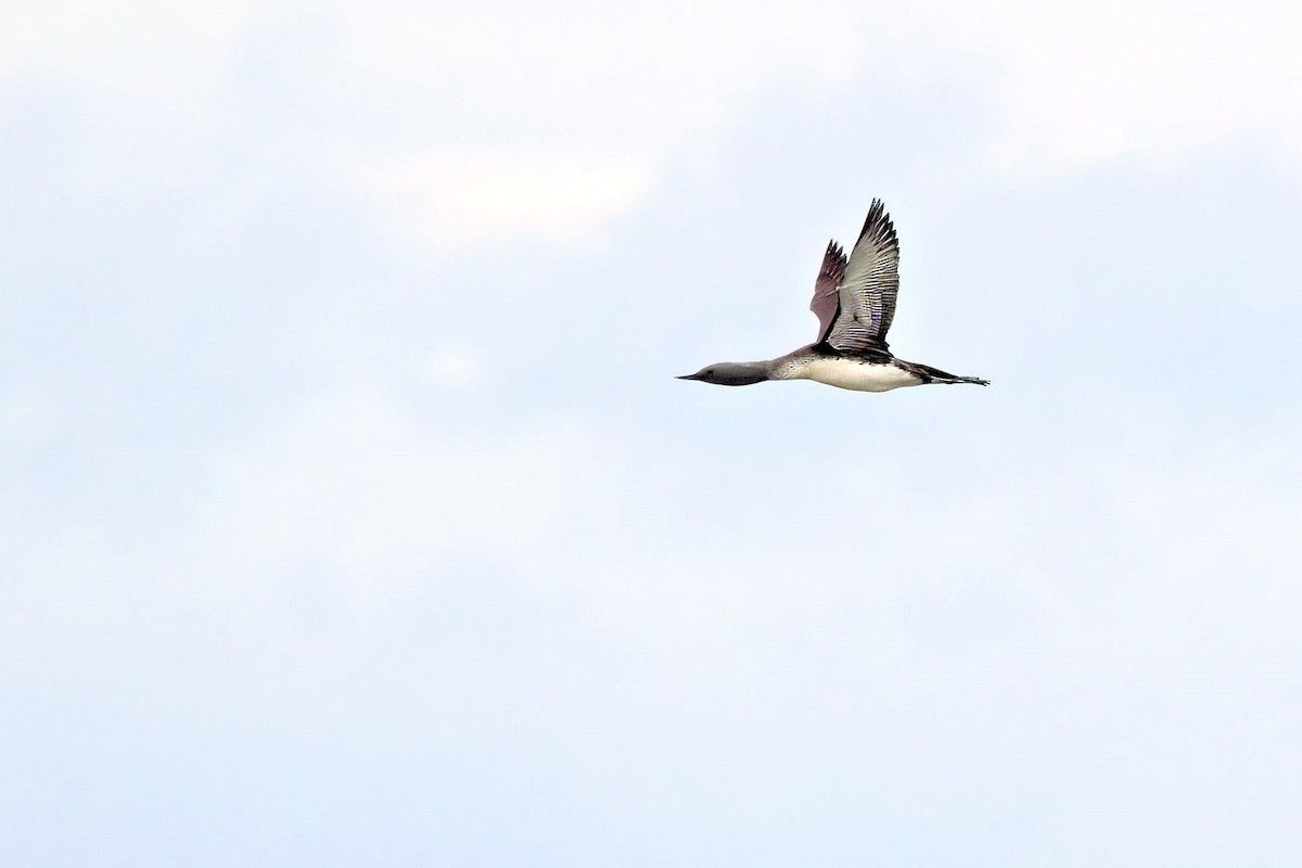 Red-throated Loon - ML646764253