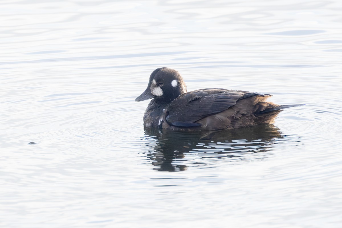 Ahate arlekina - ML646764254