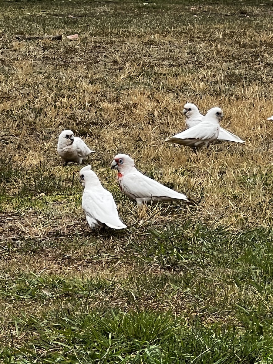 Long-billed Corella - ML646764256