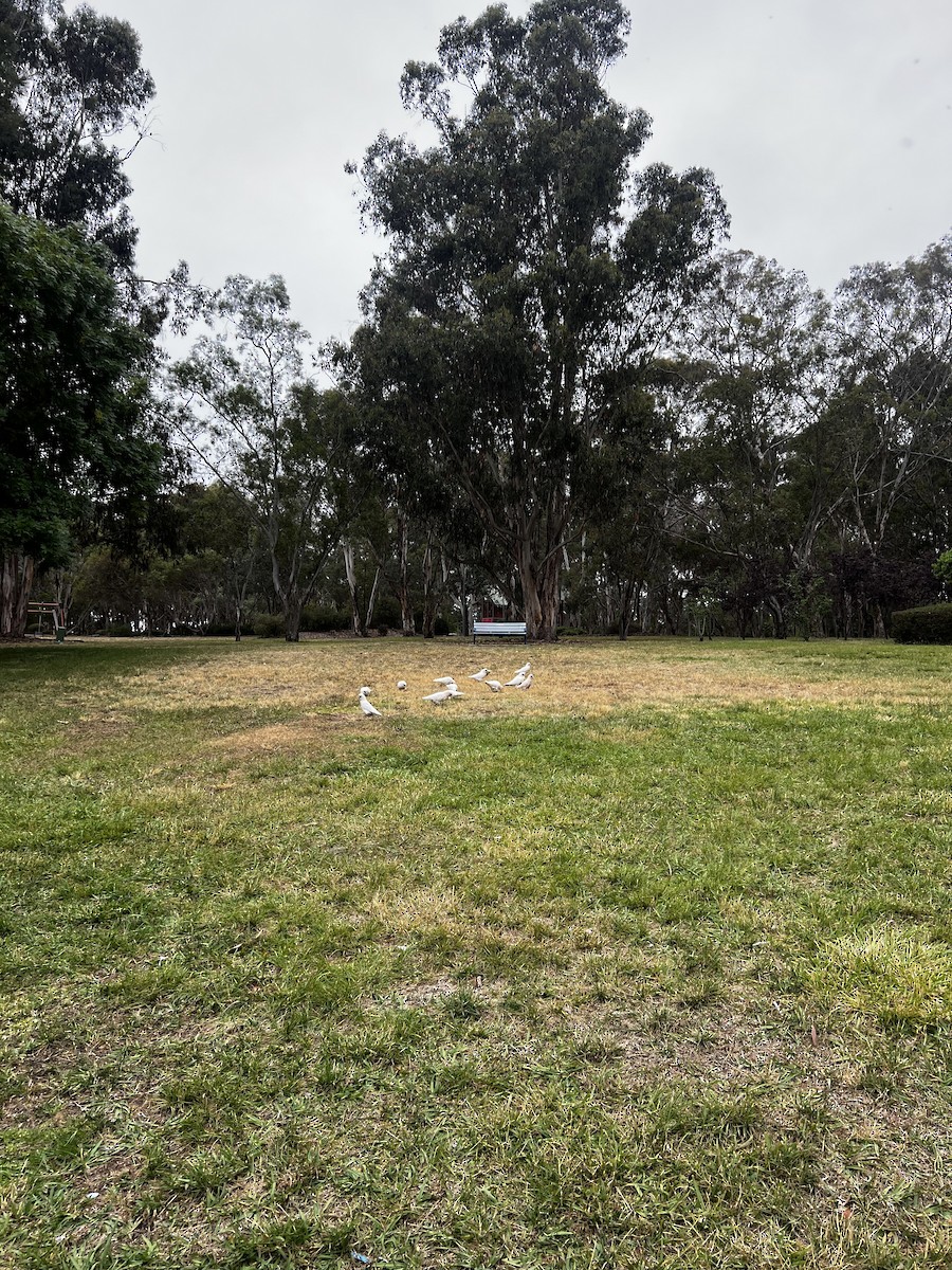 Long-billed Corella - ML646764257